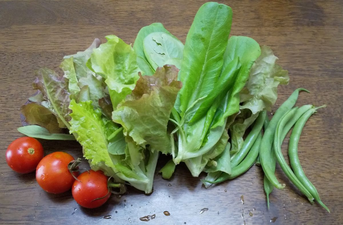 トマトの写真 by ナムギ 間引きミックスレタス、いんげん、トマト 🍅はおしまいにしま