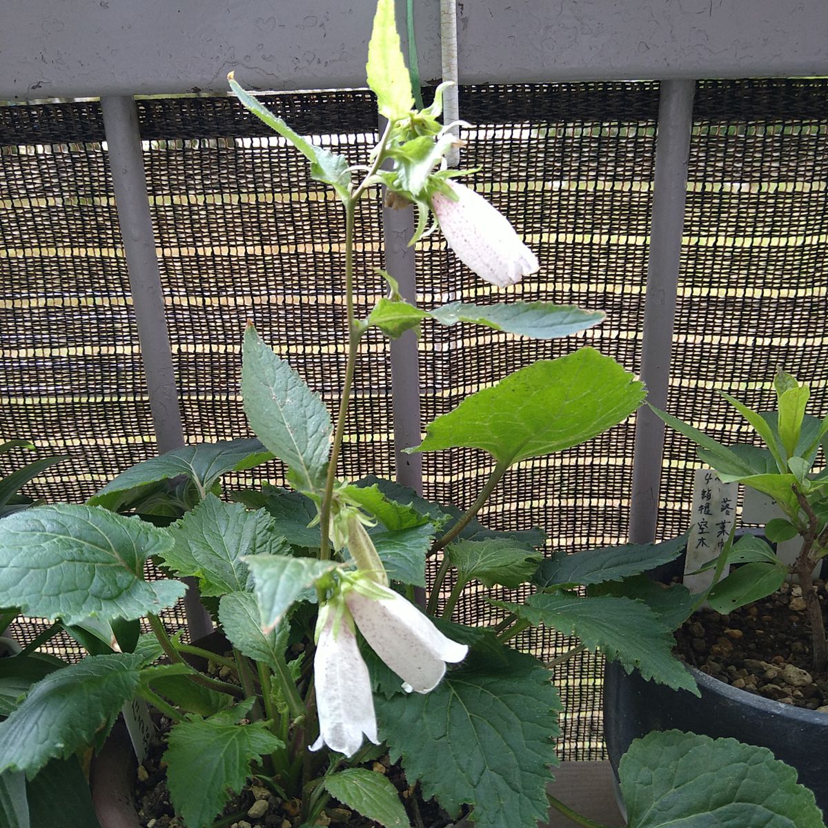 白花ホタルブクロ🤍💚🤍 可愛い💕 筒状で 下向きに 咲いてます。😊