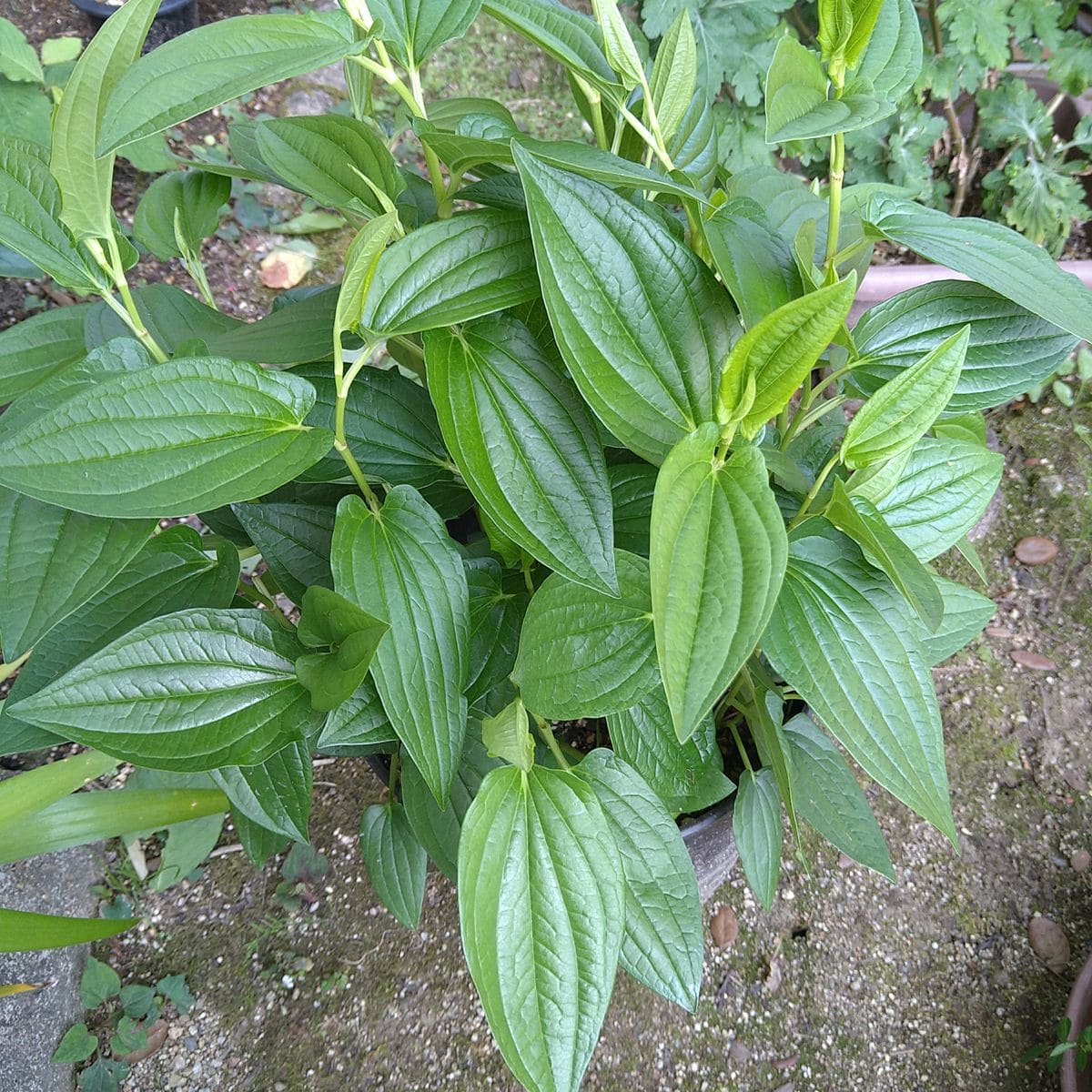 ハンゲショウの写真 by いちばん星 半夏生の 💚葉🌿ですが、半夏に ならないみたい❕❕ も