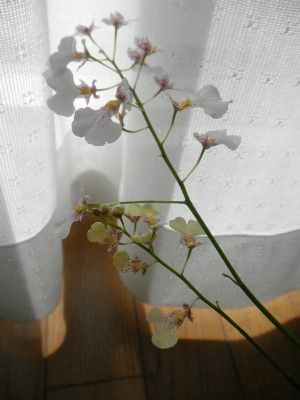 イオノシジウム‘はるり’最後の花茎も開花してきました。2/17