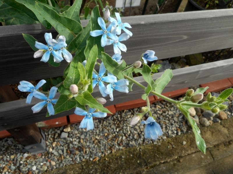 オキシペタラム ブルースター の写真 みんなの趣味の園芸