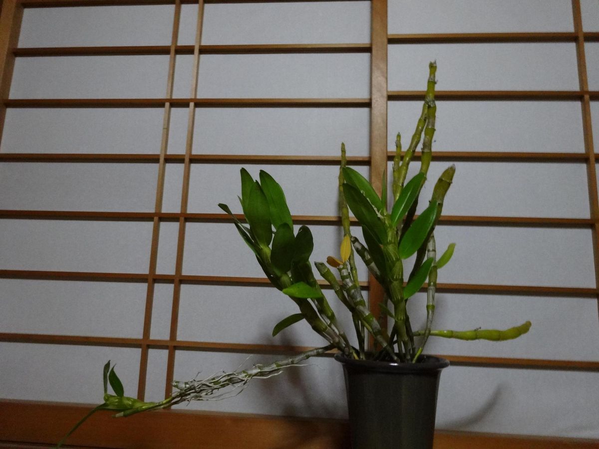 植え替えしたい、ピアス