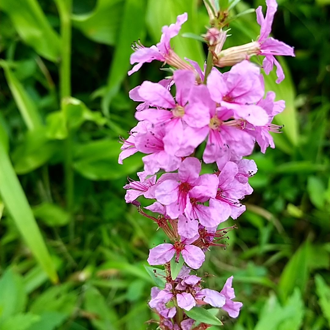 ミソハギの写真 by 花とんぼ ミソハギの花 この花を見つけると あ~あ 秋だなぁと思い