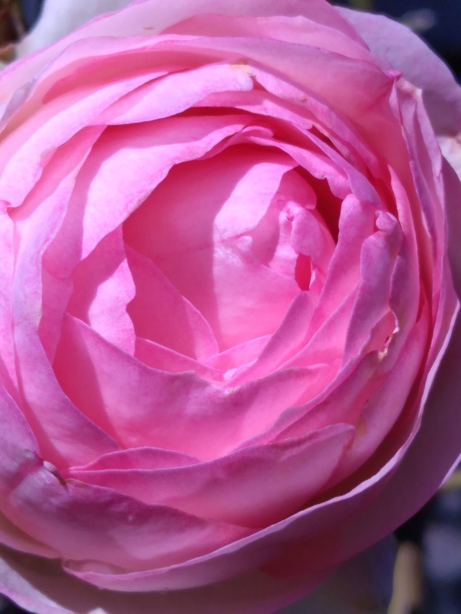 我が家の ピェールドゥロンサール🌹 猛暑の夏は薔薇の手入れを怠りました💦 その分あま