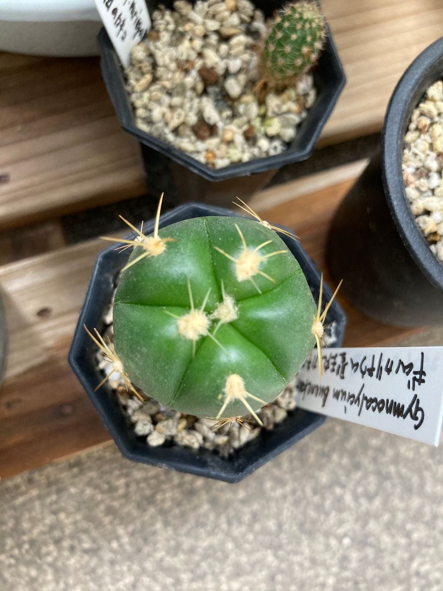 20210905 ギムノカリキウム 聖王丸 カキコ 2号鉢