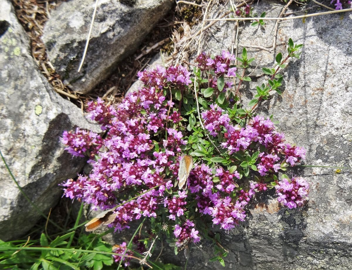 タイムの写真 by 小春 タイム Thymus praecox