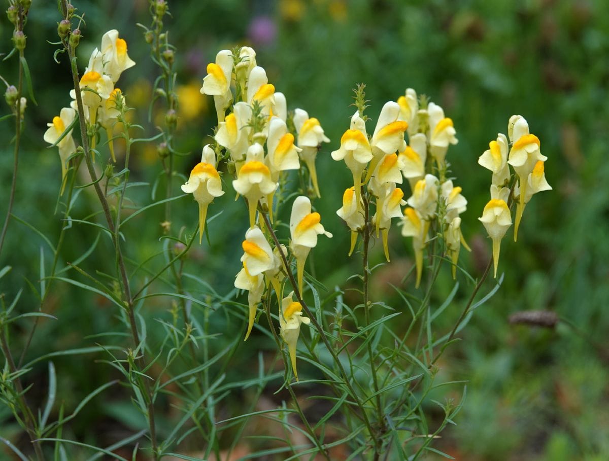 リナリアの写真 by 小春 リナリア Linaria vulgaris &amp;#039;普通のリナリア&amp;#039; 開け