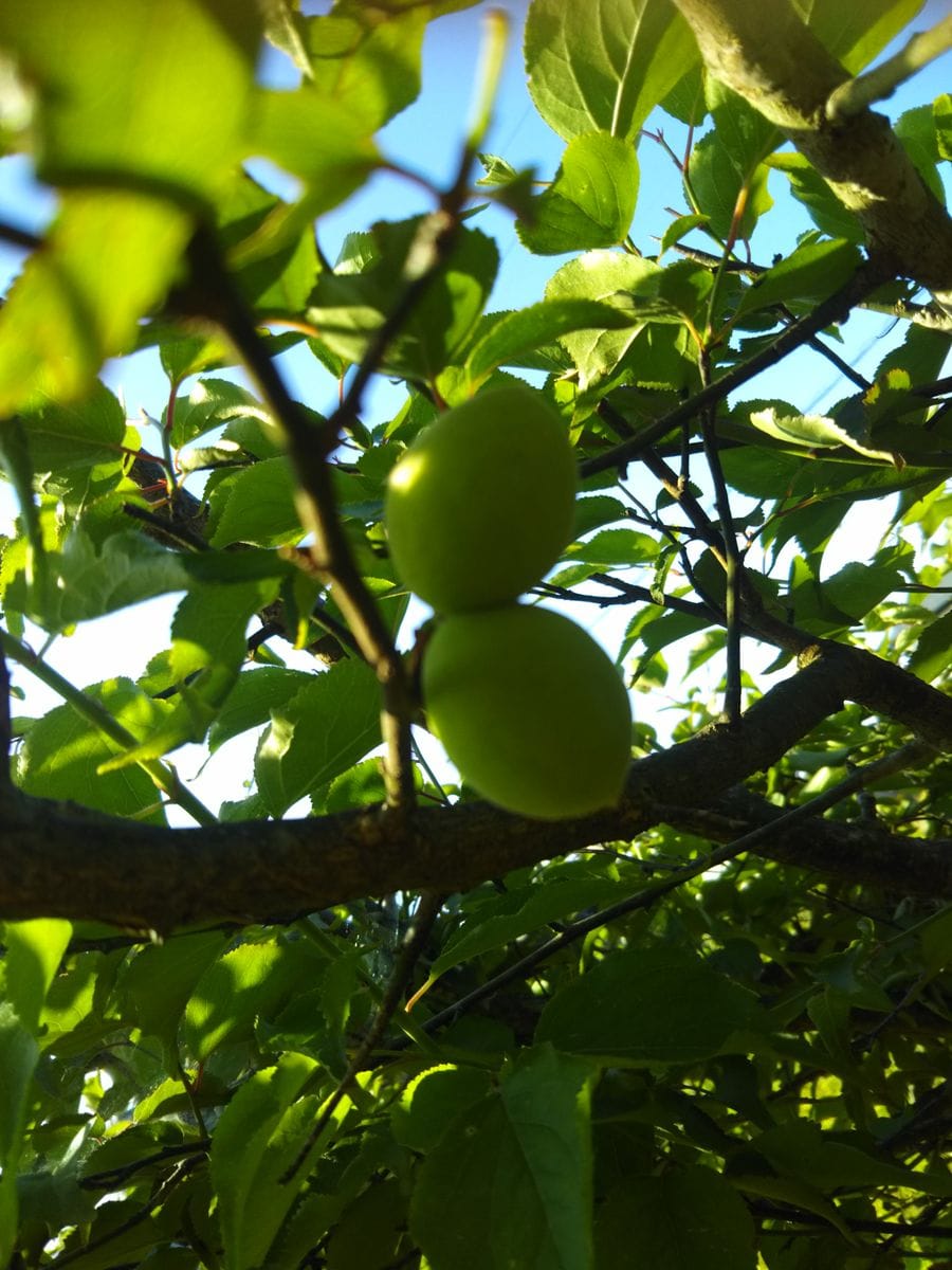 昨日やっと天気が良くなったのでずっと気になっていた茂り過ぎていた梅の木を剪定しま