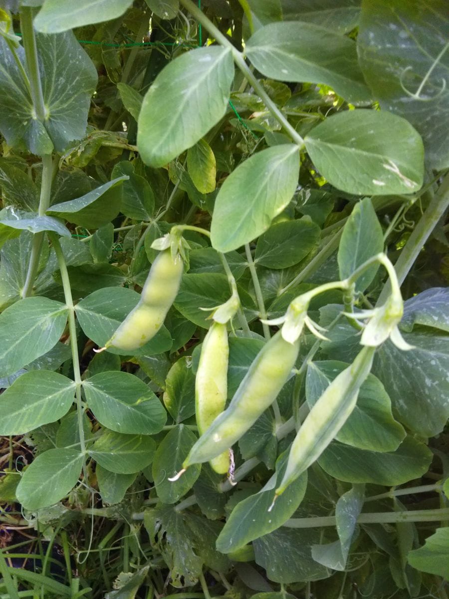 エンドウ豆も随分膨らんできました。今日から又雨が降るみたいでより膨れるでしょう(^
