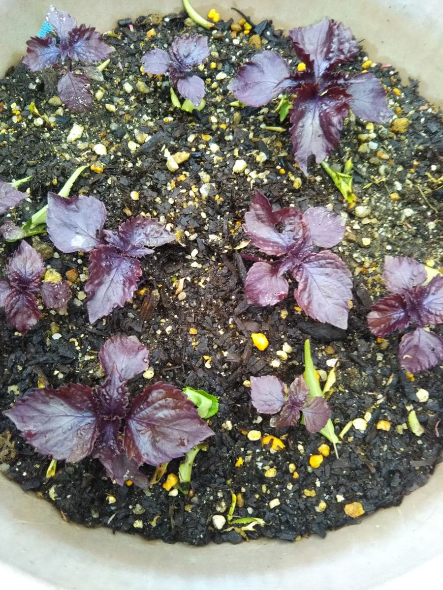 庭に出て来た赤紫蘇を集めました。昨年は少なかったので種をばらまいて置いたら庭のあ
