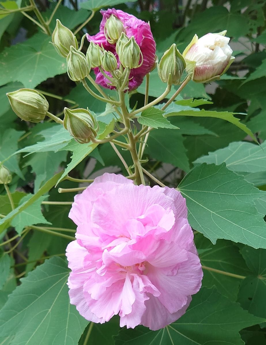 フヨウの写真 by ミサコ 頬、ほんのり桜色の酔芙蓉です。 蕾の色は白、しぼむと濃いピ