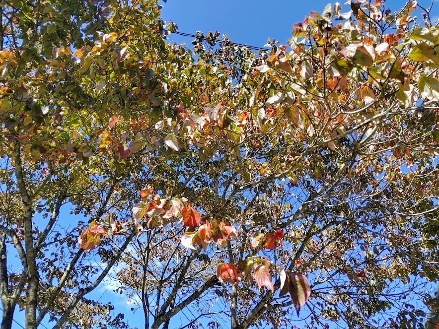 ハナミズキの写真 by みーば 朝晩の寒暖差があり、少しずつ紅葉しています。
