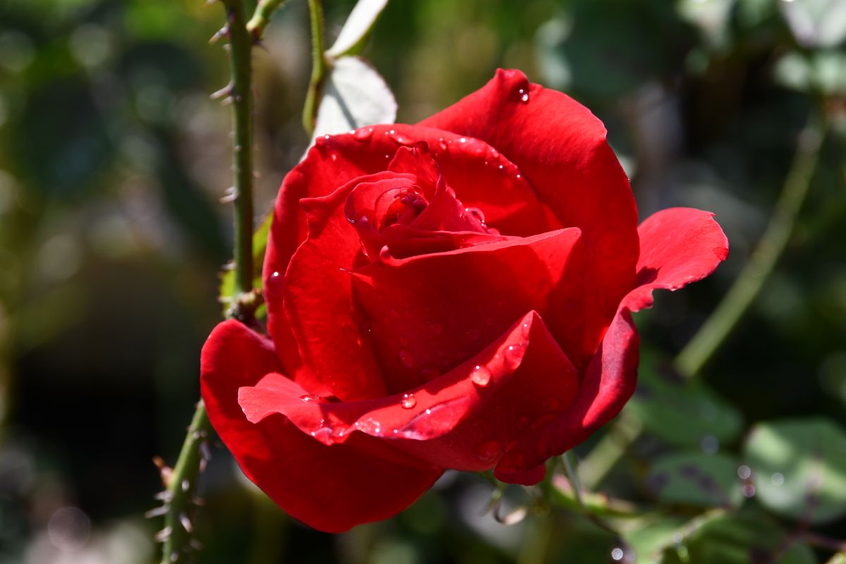 ローズオオサカ秋薔薇