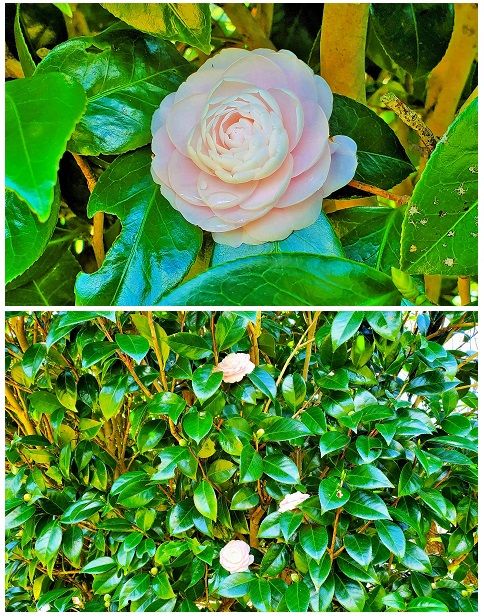ツバキの写真 by shonan ツバキ科『オトメツバキ』花期は3～4月では？ 昨年も11月に咲