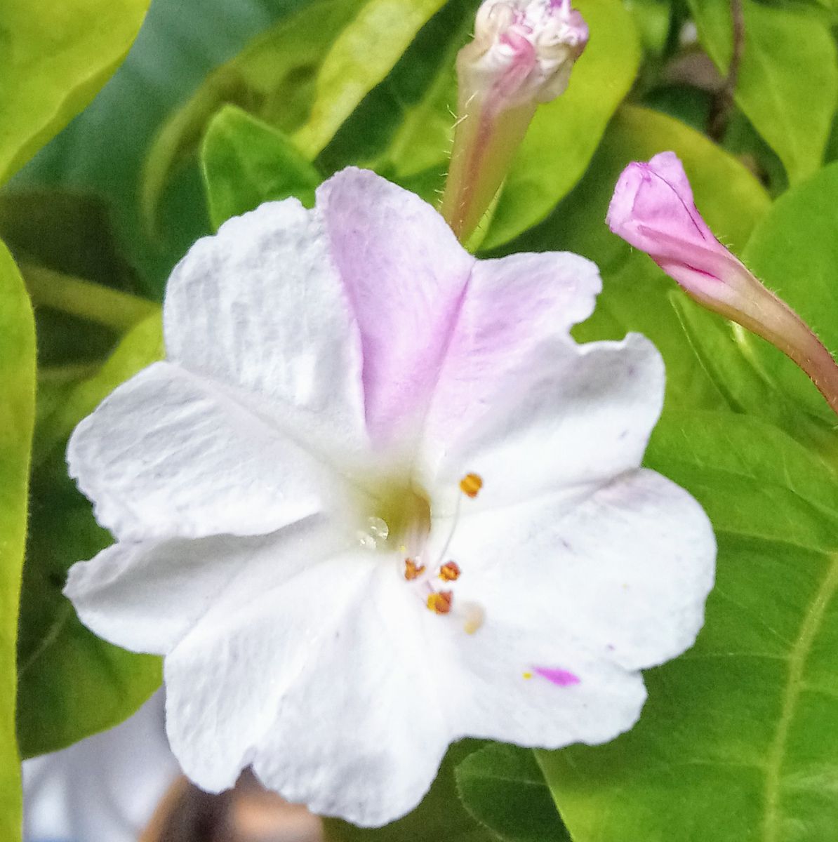 オシロイバナの写真 by HanaHana39 桜色の絞り咲きオシロイバナ この枝だけ桜色の花が