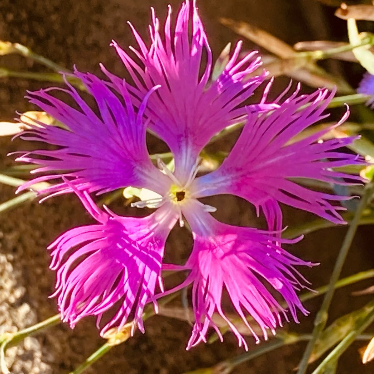 ナデシコ（ダイアンサス）の写真 by masaさん カワラナデシコ  #Dianthus superbus L.