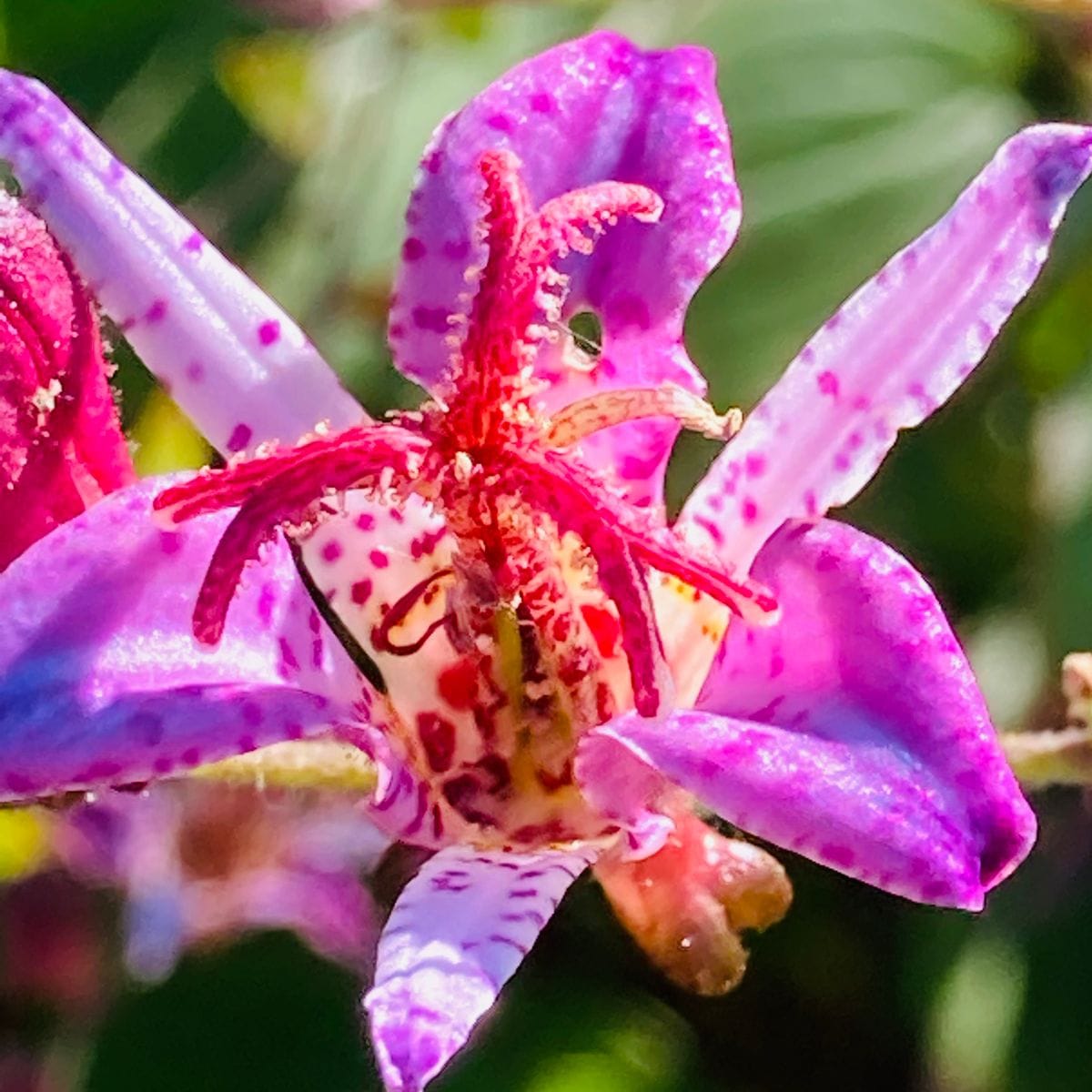 ホトトギスの写真 by masaさん タイワンホトトギス  #Tricyrtis formosana