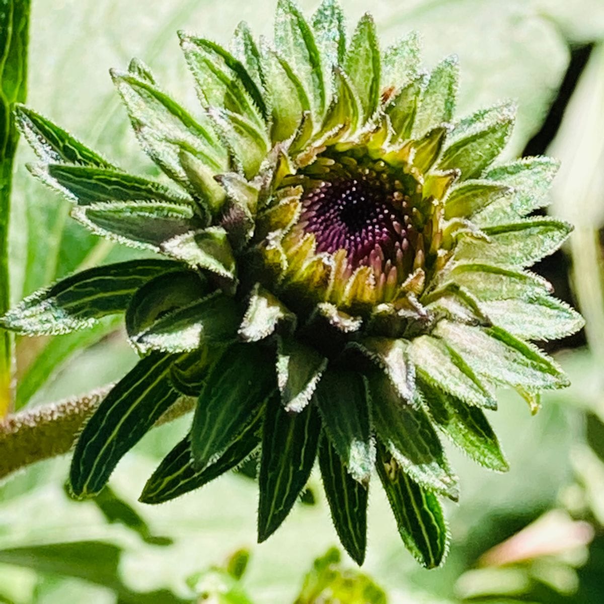 エキナセアの写真 by masaさん エキナセア もう直ぐ開花しそうです‼︎  #Echinacea pur