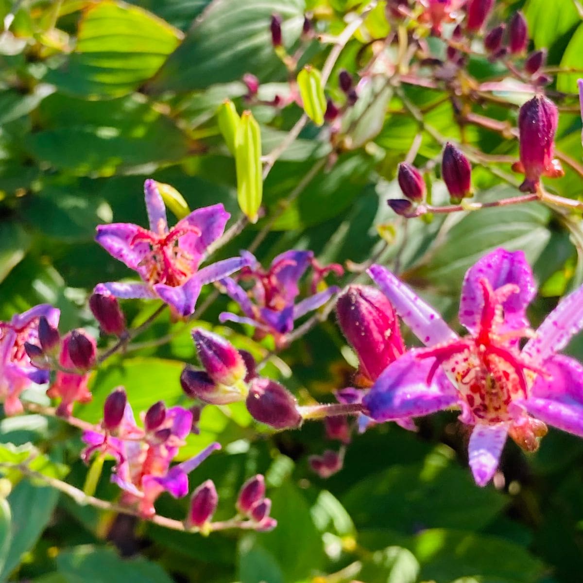 ホトトギスの写真 by masaさん タイワンホトトギス  #Tricyrtis formosana