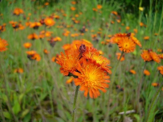 コウリンタンポポこれも思いっきり雑草 オレンジ色の花 のアルバム みんなの趣味の園芸