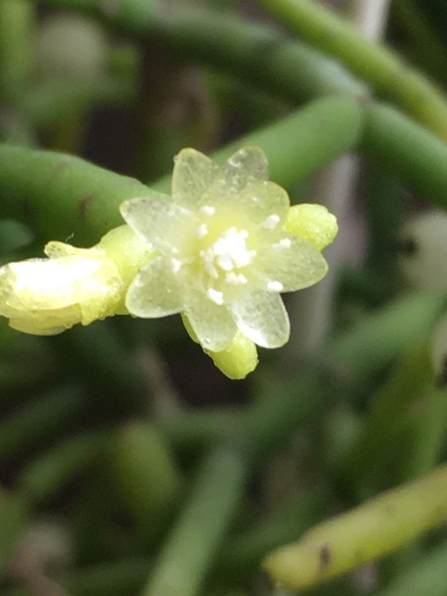 リプサリス バルチェリー小さなミリ 我が家で咲いてる花 のアルバム みんなの趣味の園芸