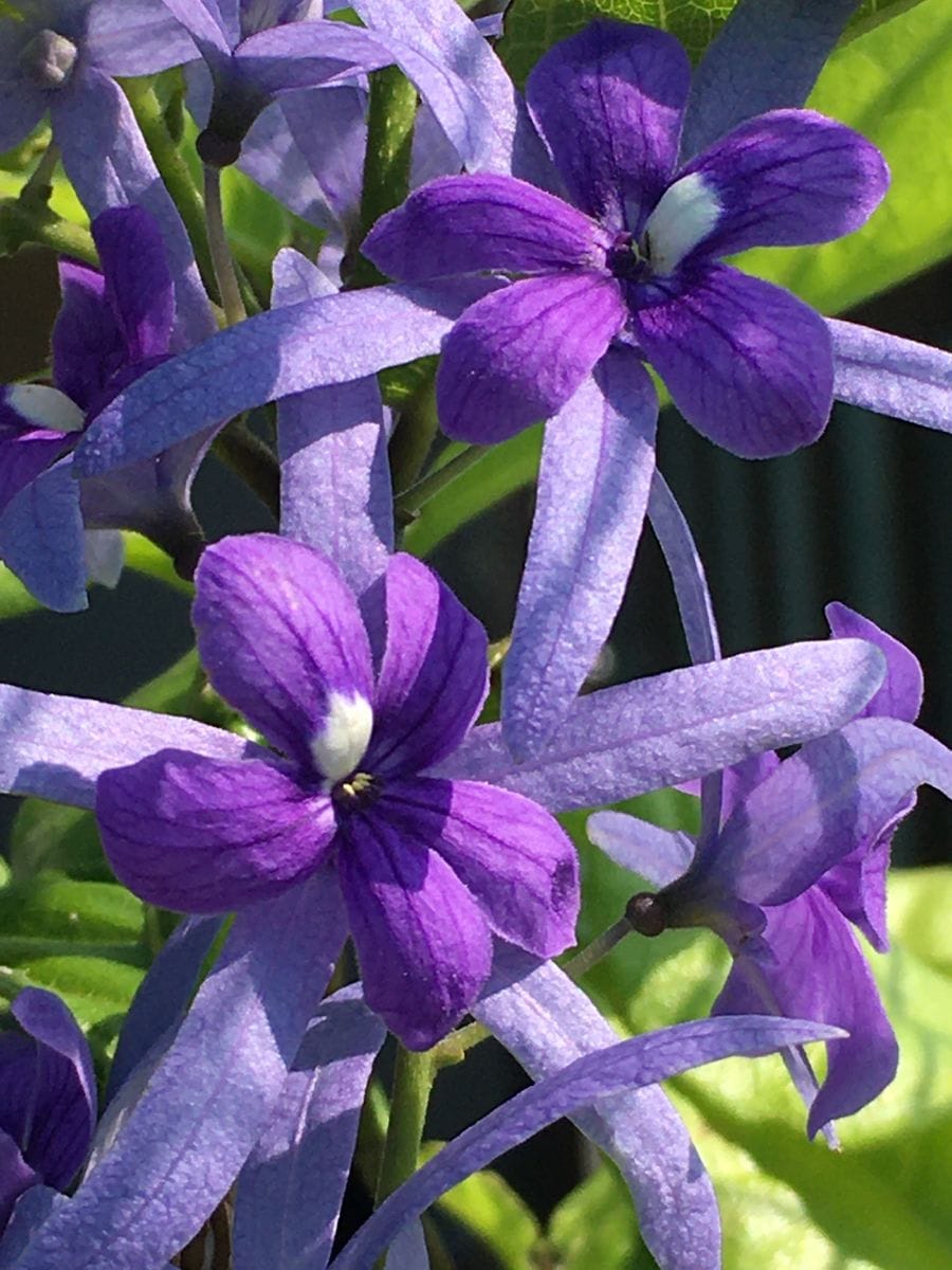 ペトレア ヴォルビリス  紫色の濃淡の花に見えますが、真ん中の濃い紫色が花、薄い紫