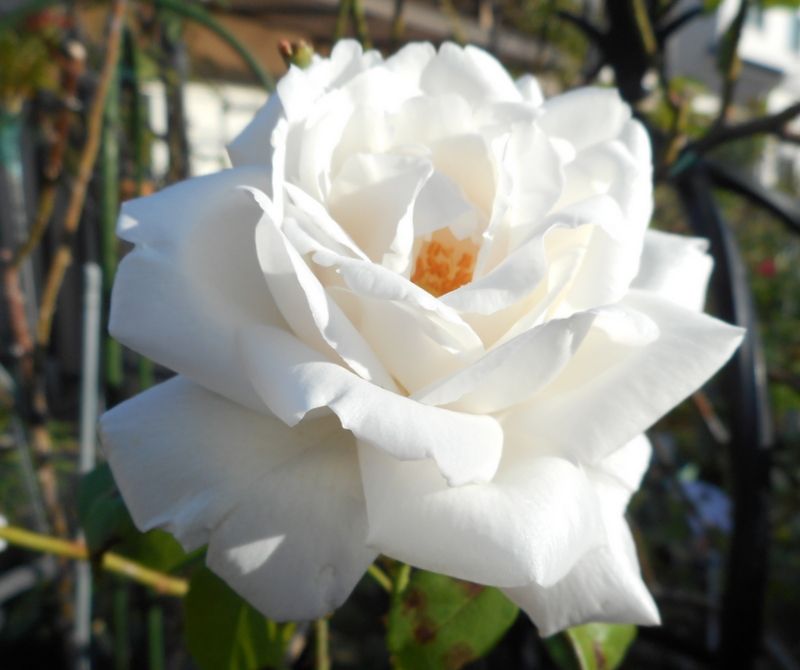 バラ（つるバラ）の写真 by 愛は花。 １１月３日 フラウ・カール・ドルシュキ