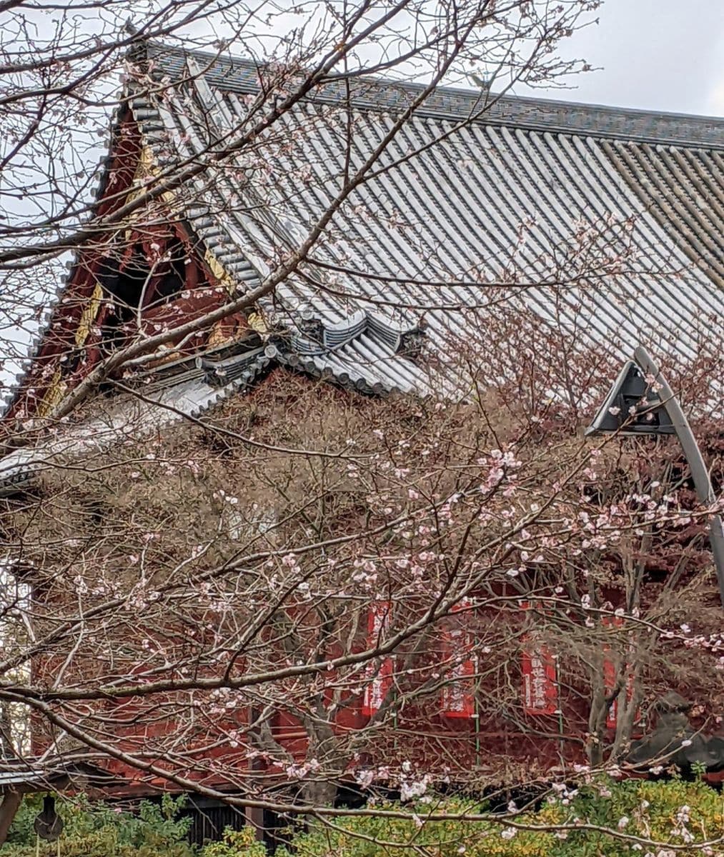 上野公園・清水観音堂脇の十月桜