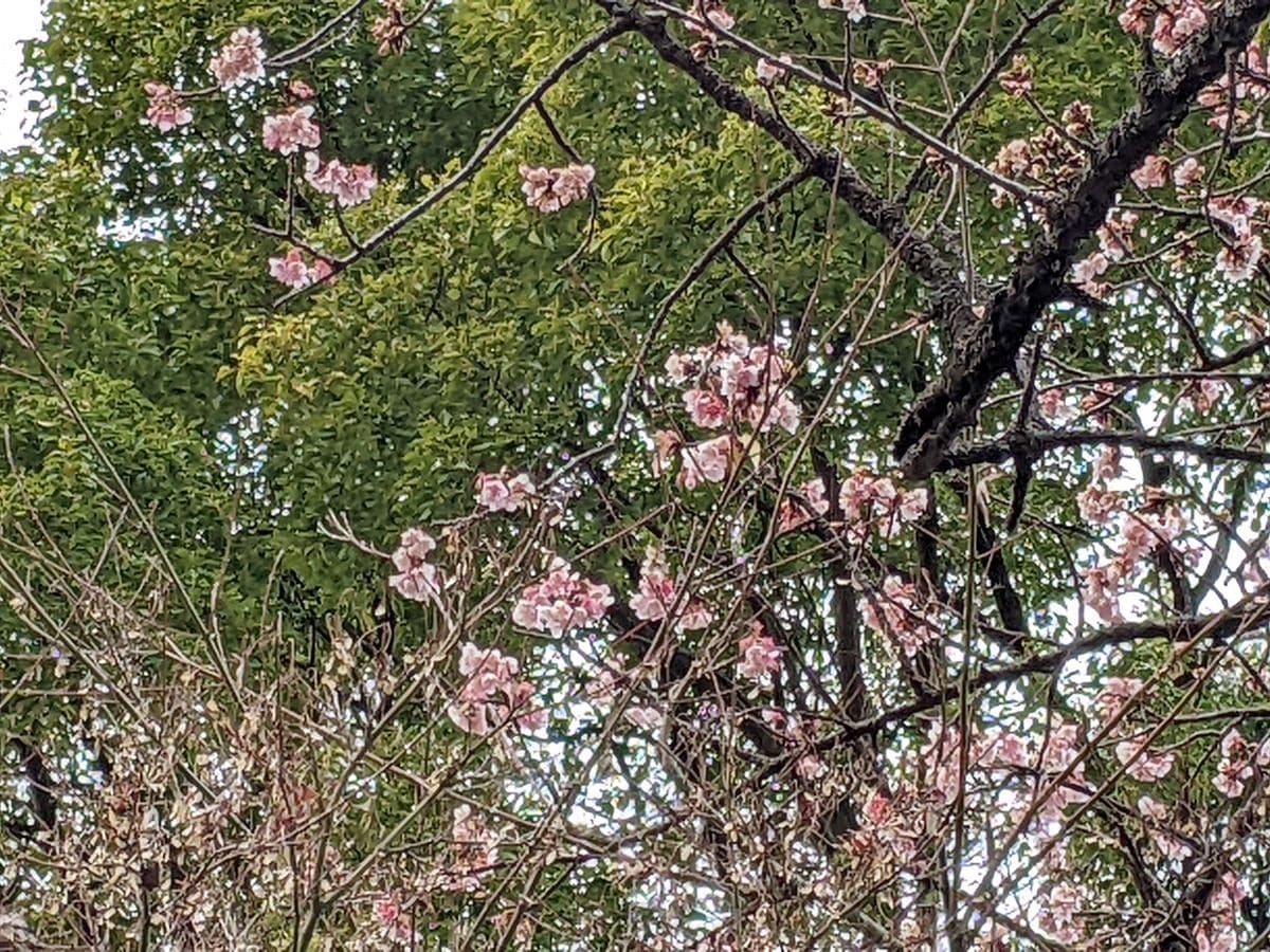 上野公園の寒桜