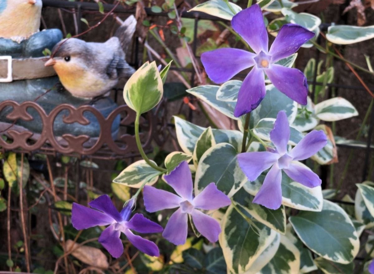 3️⃣🌻上から流れる様に咲いた🌼ツルニチニチソウの花...🔶🌸さくら草の花に真似をして、赤