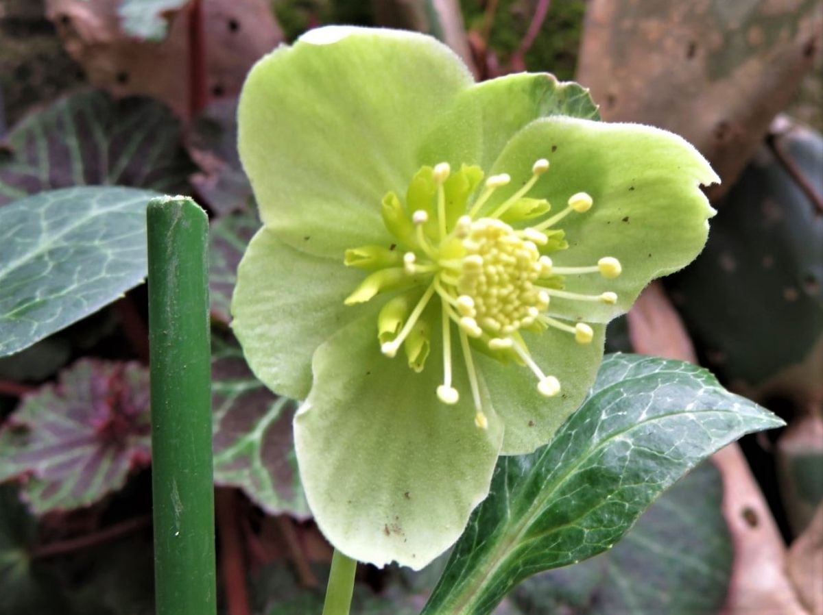 🌻綺麗に咲き開いたクリスマスローズ・リヴィダス マスカットの花