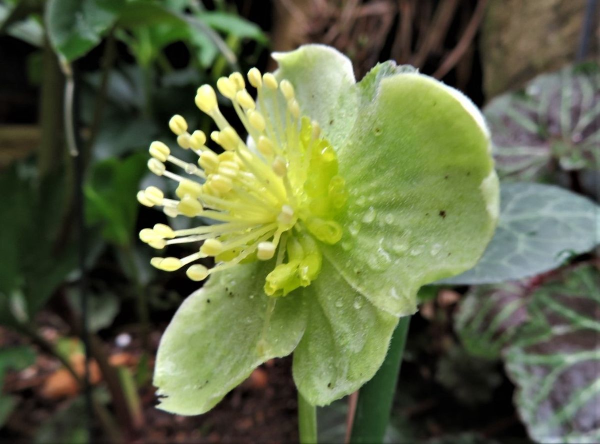 3️⃣🌻クリロー・リヴィダス マスカットの花...🔶☂霧雨の降る中、上を見上げて咲いている