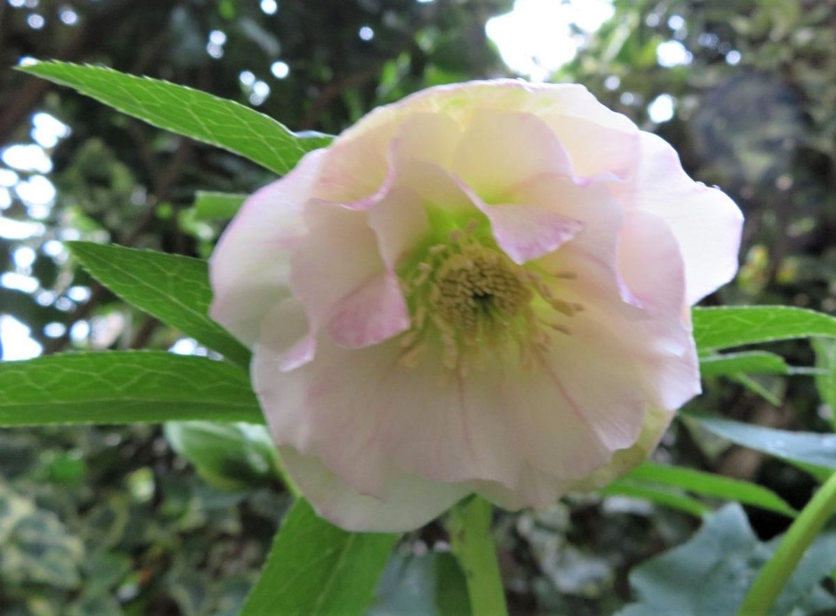 🌻クリロー<ダブル八重咲き>の花