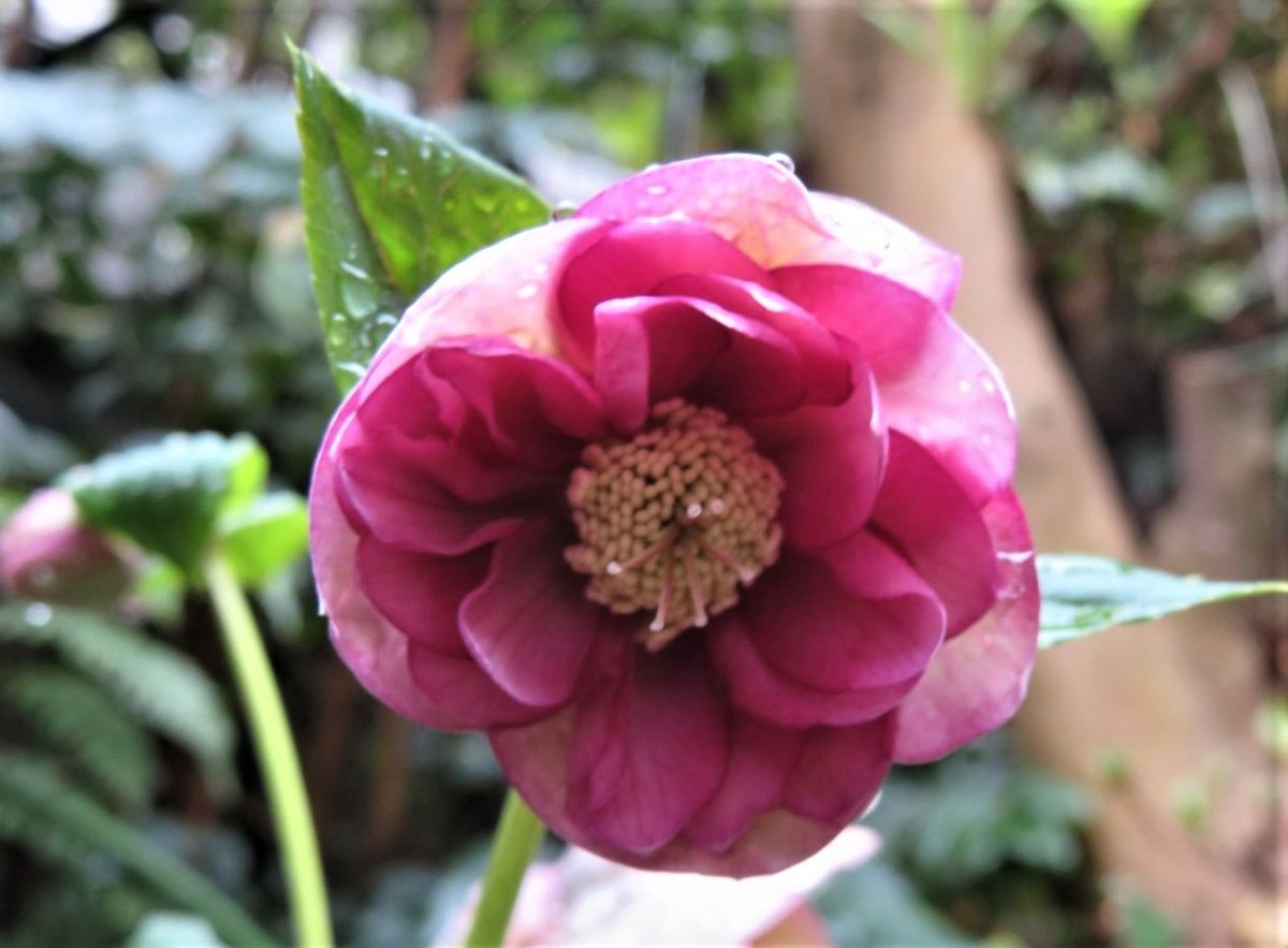 🌻ダブル・ピンク八重咲きクリスマスローズの花...🔶今回二つ目となる花が開いている姿