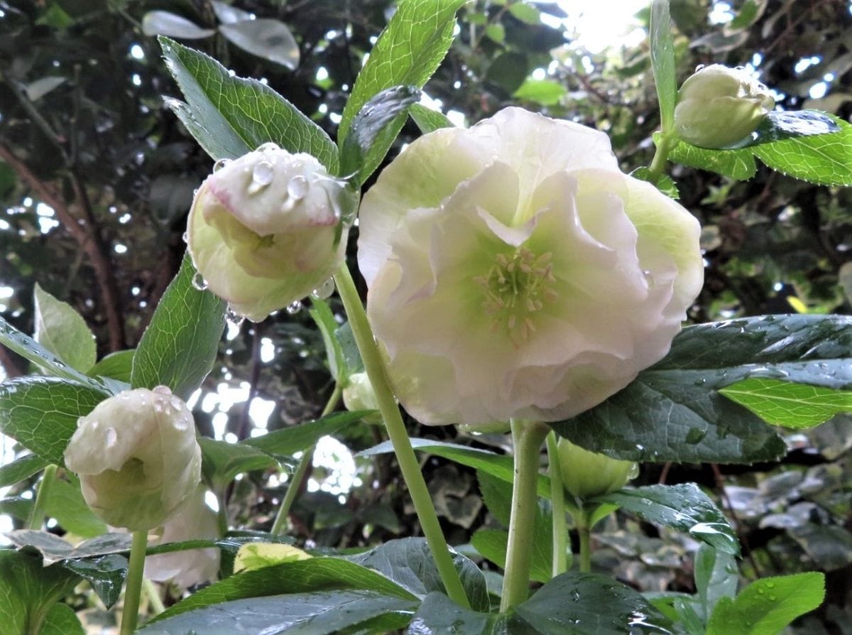 🌻クリスマスローズ<ダブル八重咲き>の花拡大撮り...🔶周りの花蕾みは☂雨びっしょりの姿