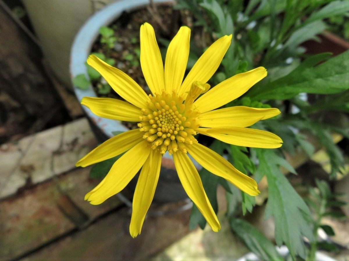 🌻再び咲いたマーガレットコスモスの花の拡大撮り...🔶星の様に輝く黄色い花が、庭先で