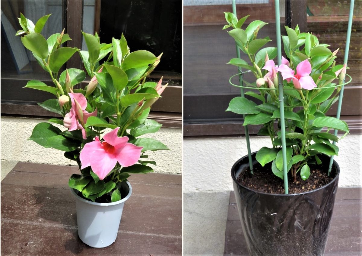 新たに仲間入りしたディプラデニア<ダークローズ>の花.... 📷左：購入したディプラデニ