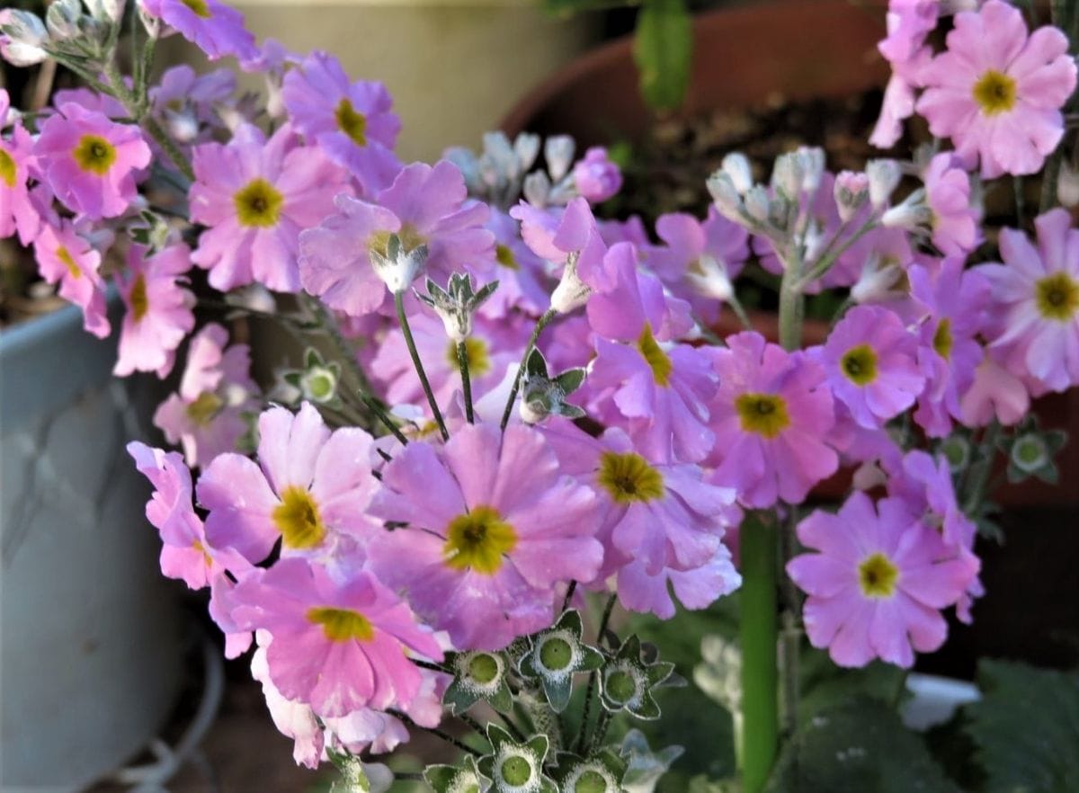 2️⃣🌻たくさん広げた🌸サクラ草の花の拡大撮り...🔶桜の花見をするにはまだ早い、でもこ