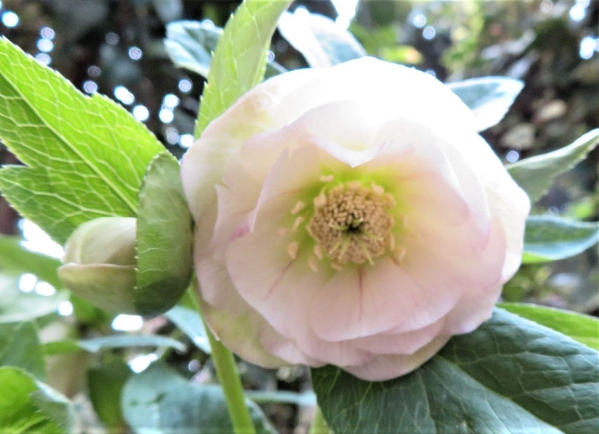 🌻薄いピンク咲いたクリローの花を拡大撮り