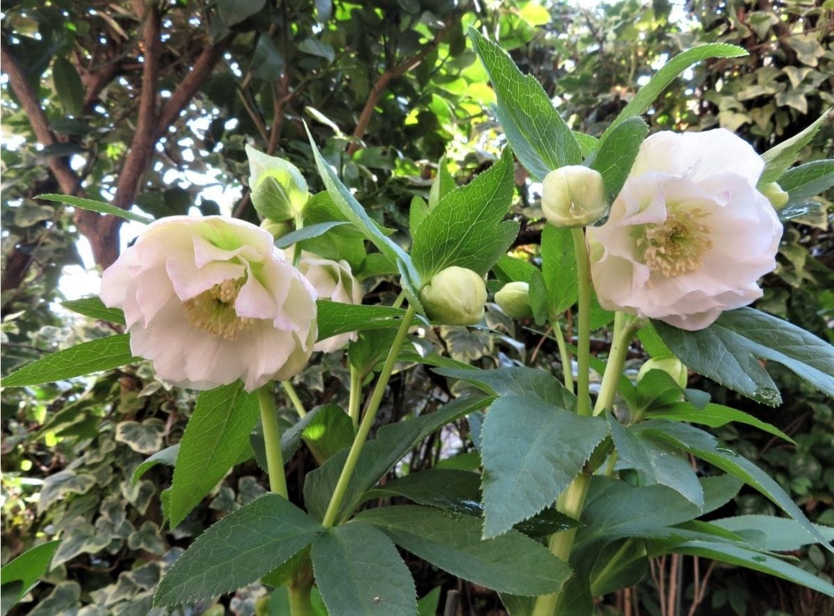 🌻クリスナスローズ<ダブル八重咲き>の花...🔶薄いピンクの花模様で、後ろに一つを合わ