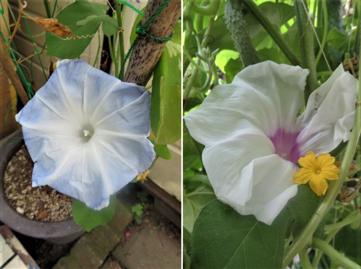 🌻涼しげな青い朝顔の花... 📷左：ゴーヤーの鉢の側で、上を向いて咲いている姿 📷右：🥒