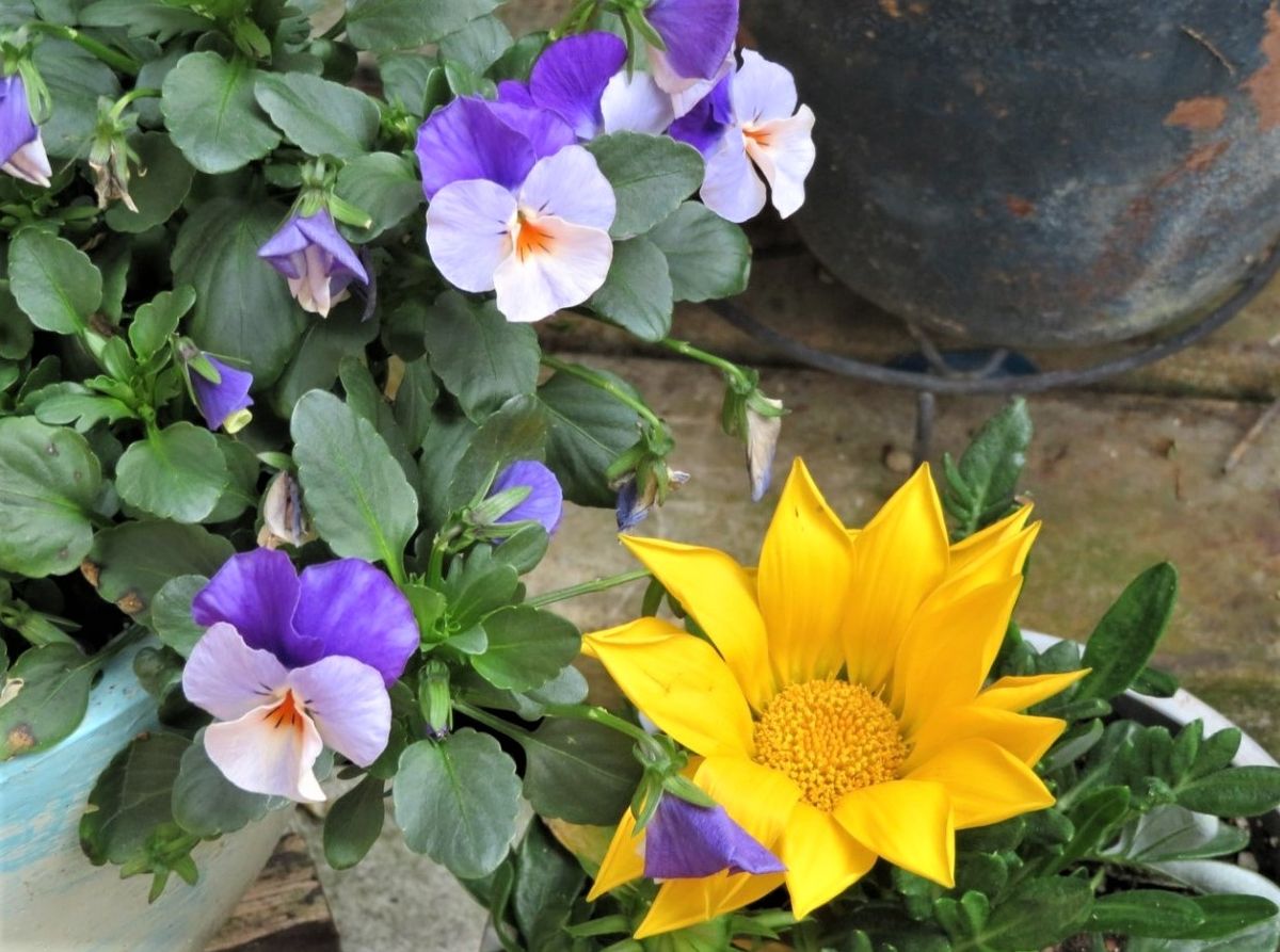 2023/03/10 🌼ビオラに見つめられる🌼カザニアガズーの花.