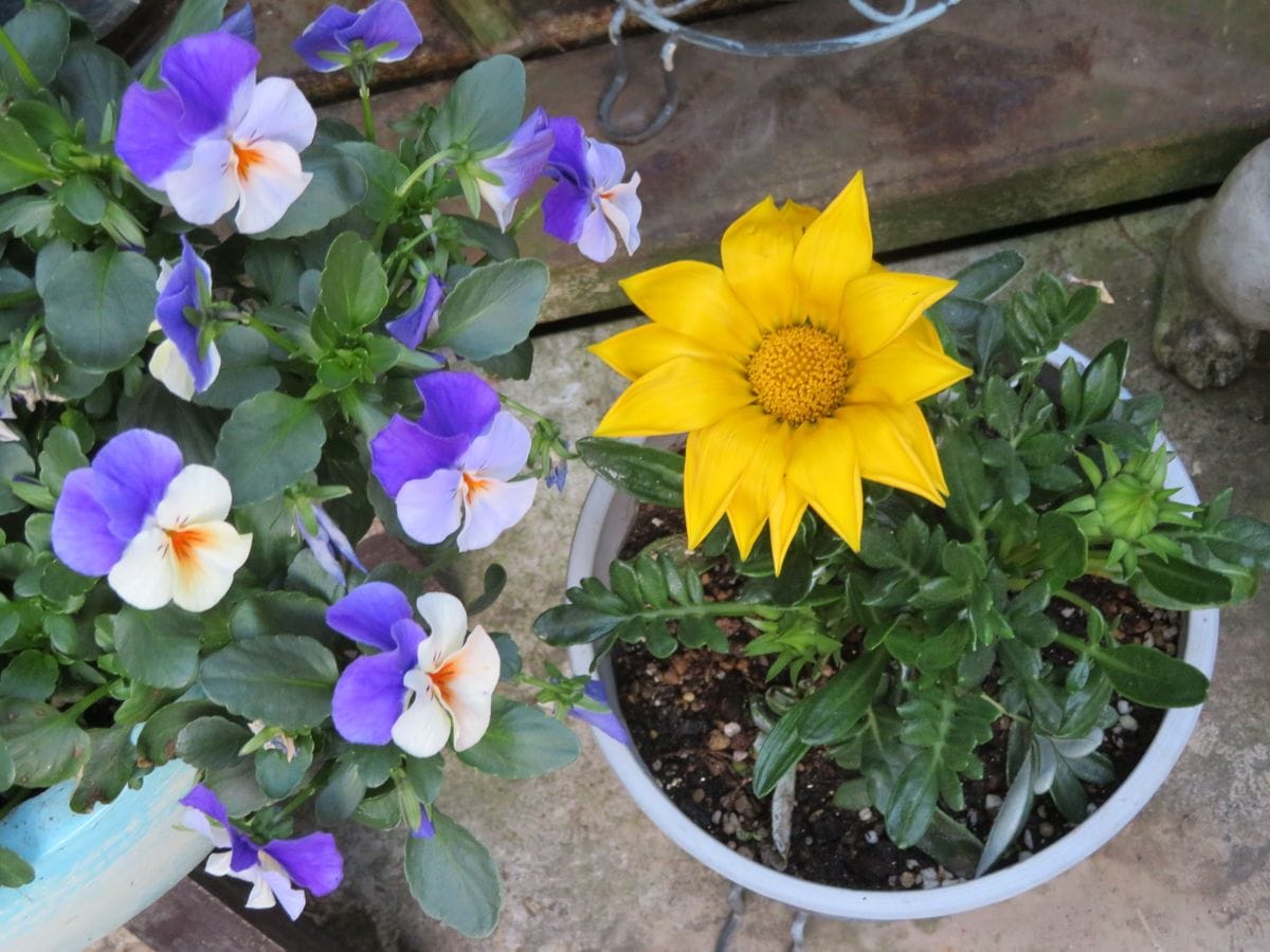 1️⃣🌻複数のビオラに見つめられる🌺カザニアガズーの花...🔶花数には叶わないが、大きな