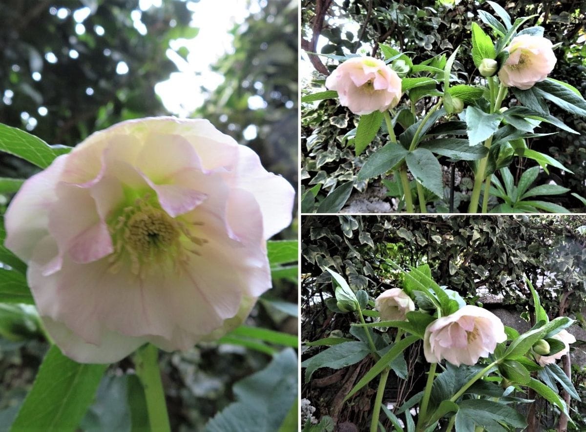 🌻複数咲き出したクリロー<ダブル八重咲き>の花😃 📷左：薄いピンク咲いたクリローの花を