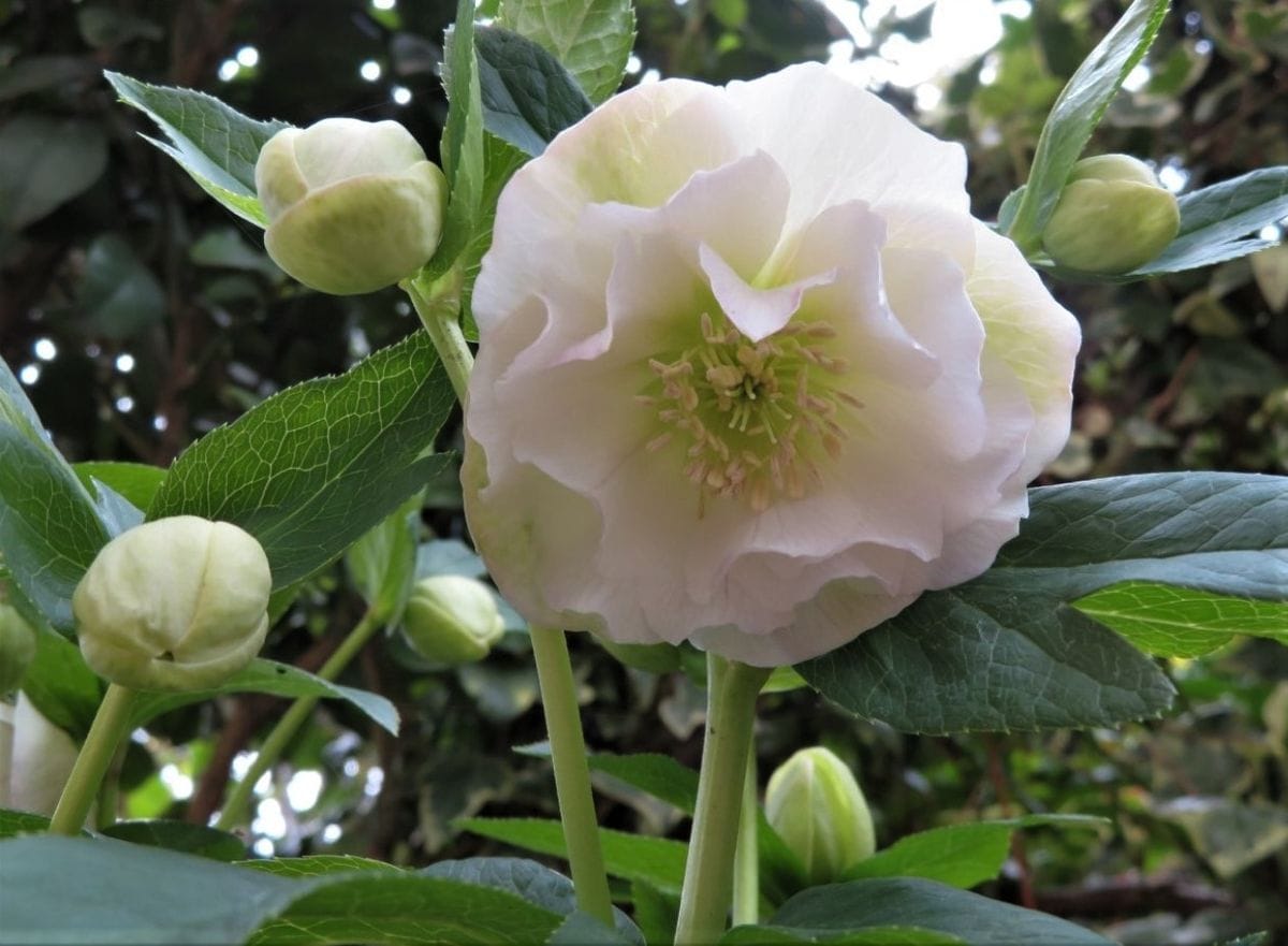 2023/03/24 🌻たくさんの蕾みに囲まれたクリロー<ダブル八重咲き>の花...🔶すべて咲き開