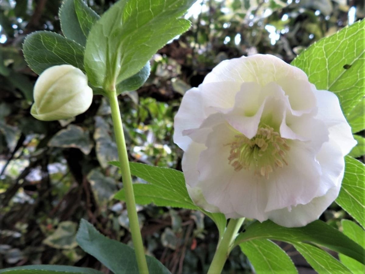 🌻クリロー<ダブル八重咲き>の花が咲いている中で、隣の蕾みも膨らみ始めた姿