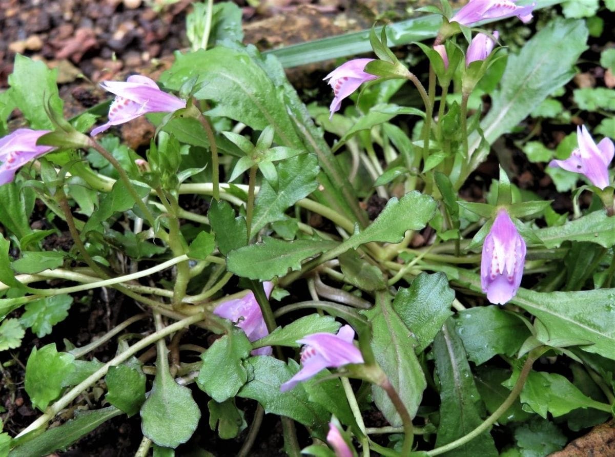 🌻今年も咲いたムラサキサギゴケ(鷺苔)の花...🔶踏まれても強く他の雑草が生えにくいと