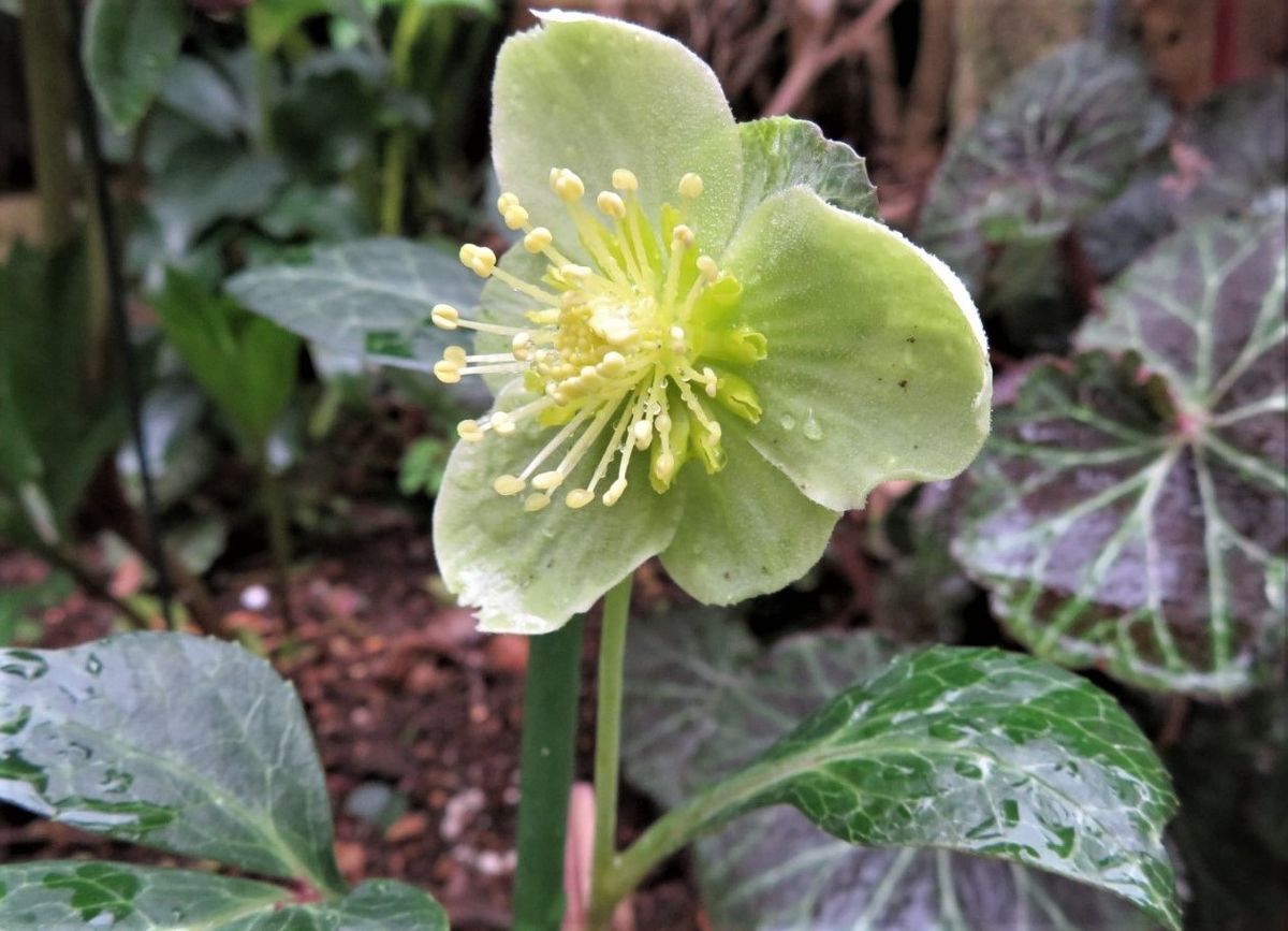 2023/03/17 小道の終点クリロー専用花壇に植えているクリスマスローズの花が、それぞ