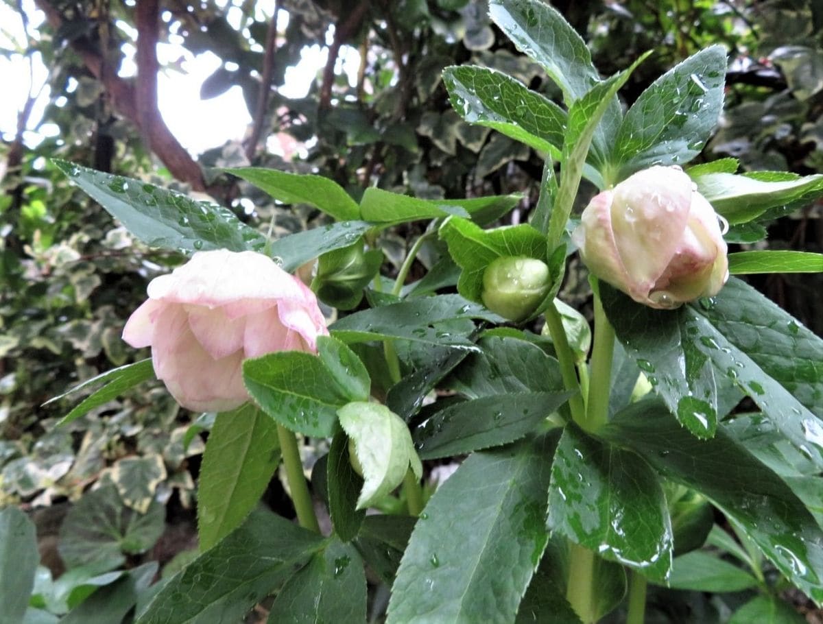 2023/03/18 📷薄いピンク色をした花模様クリロー<ダブル八重咲き>の花が、これから沢山