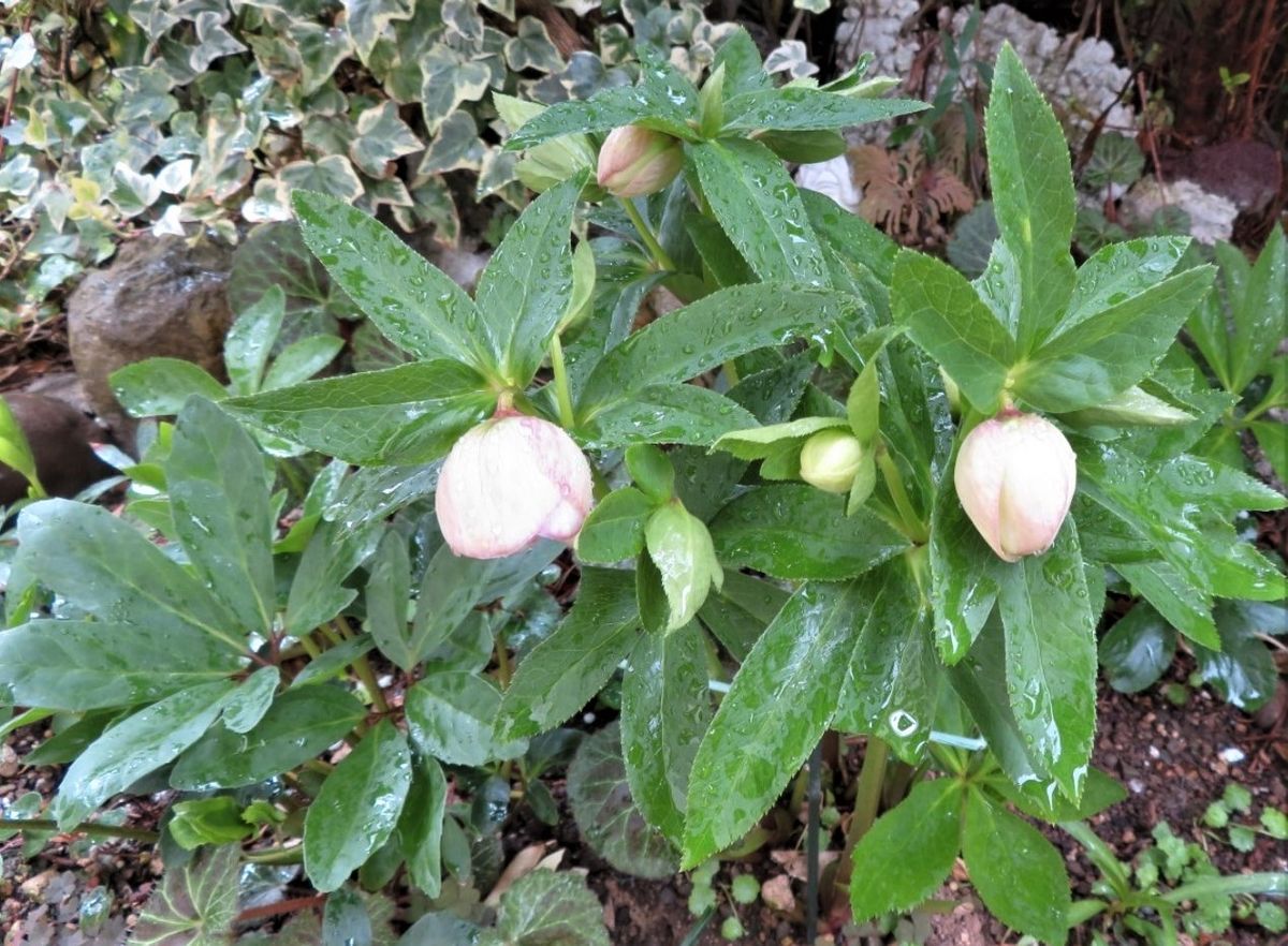 📷花蕾が見え出して、幾つも揃って咲きそうなクリローダブル八重咲き